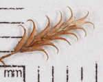 Bearded flatsedge